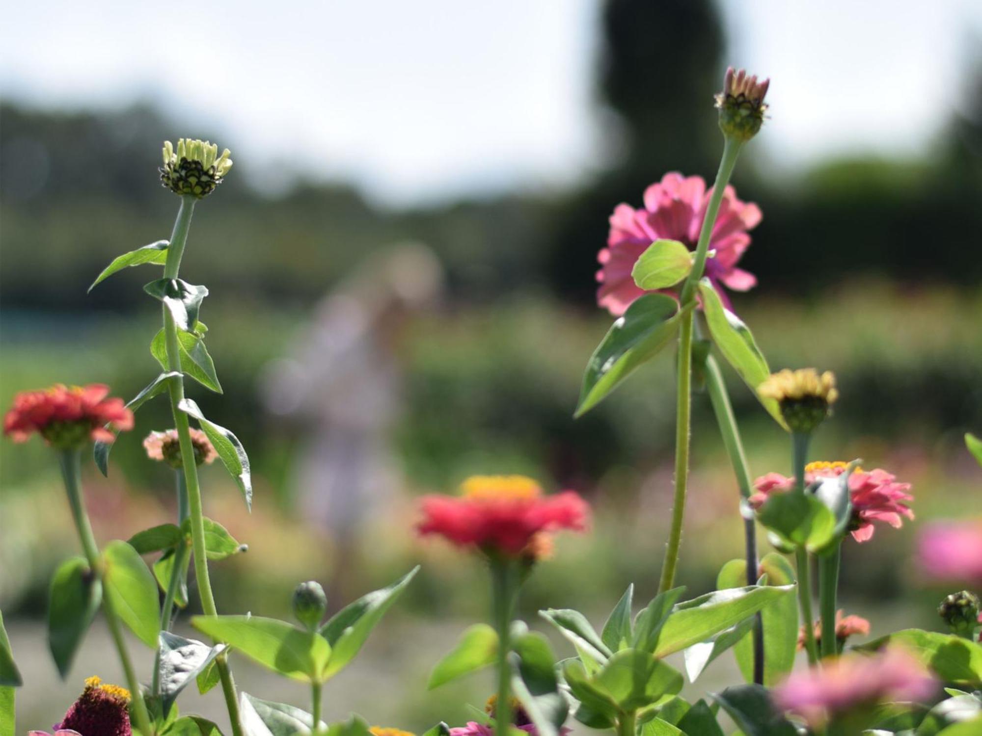 't Bloemenhof By Interhome Vakantiehuis Koudekerke